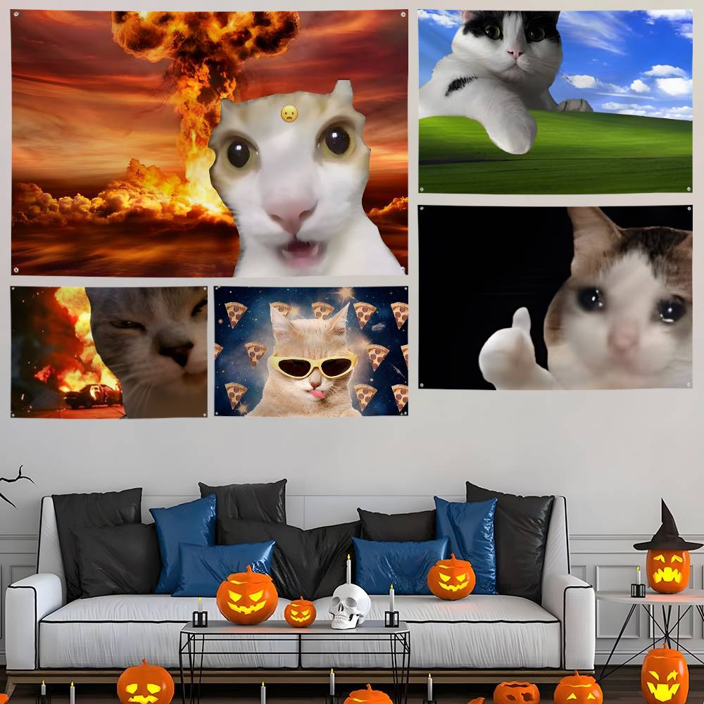 Interesting cat photography Fl - Photography Interest 评论和价格