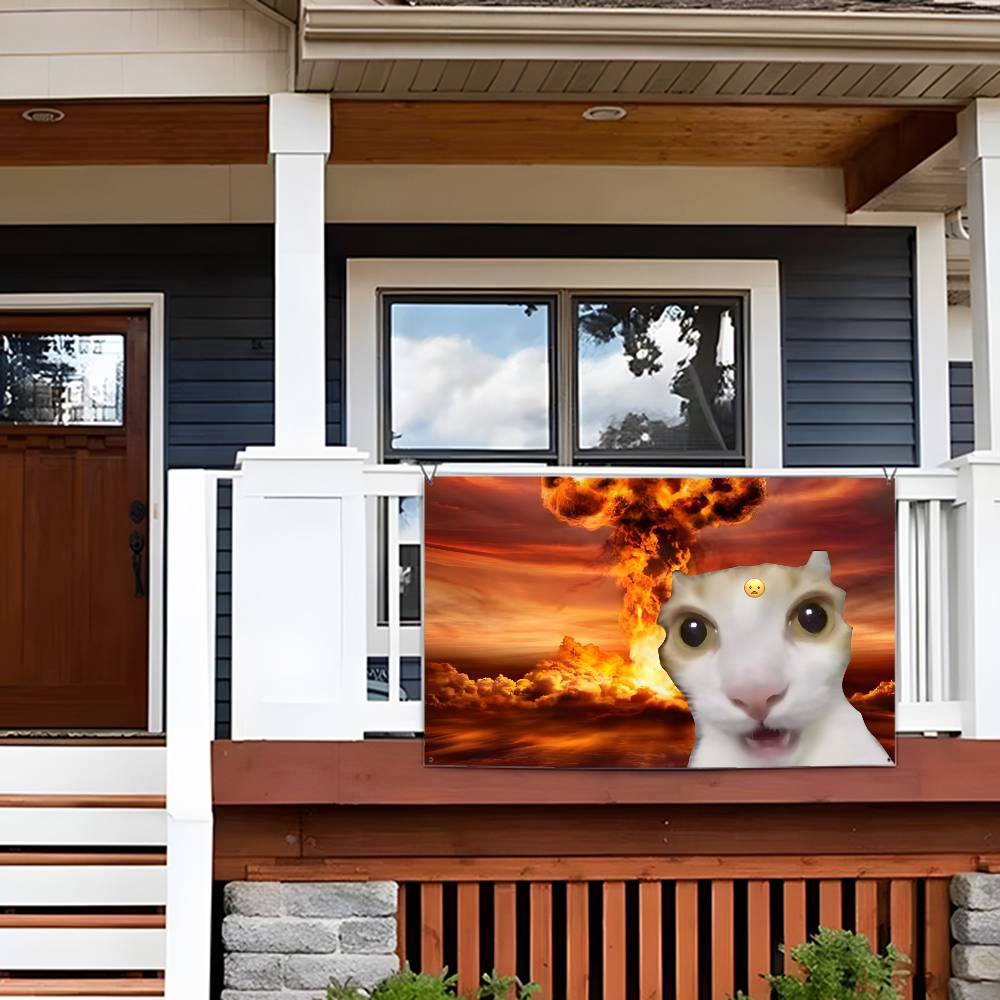 Interesting cat photography Fl - Photography Interest 评论和价格
