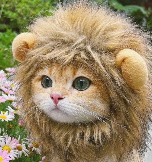 1pcs Interesting pet headwear  - Photography Interest 评论和价格