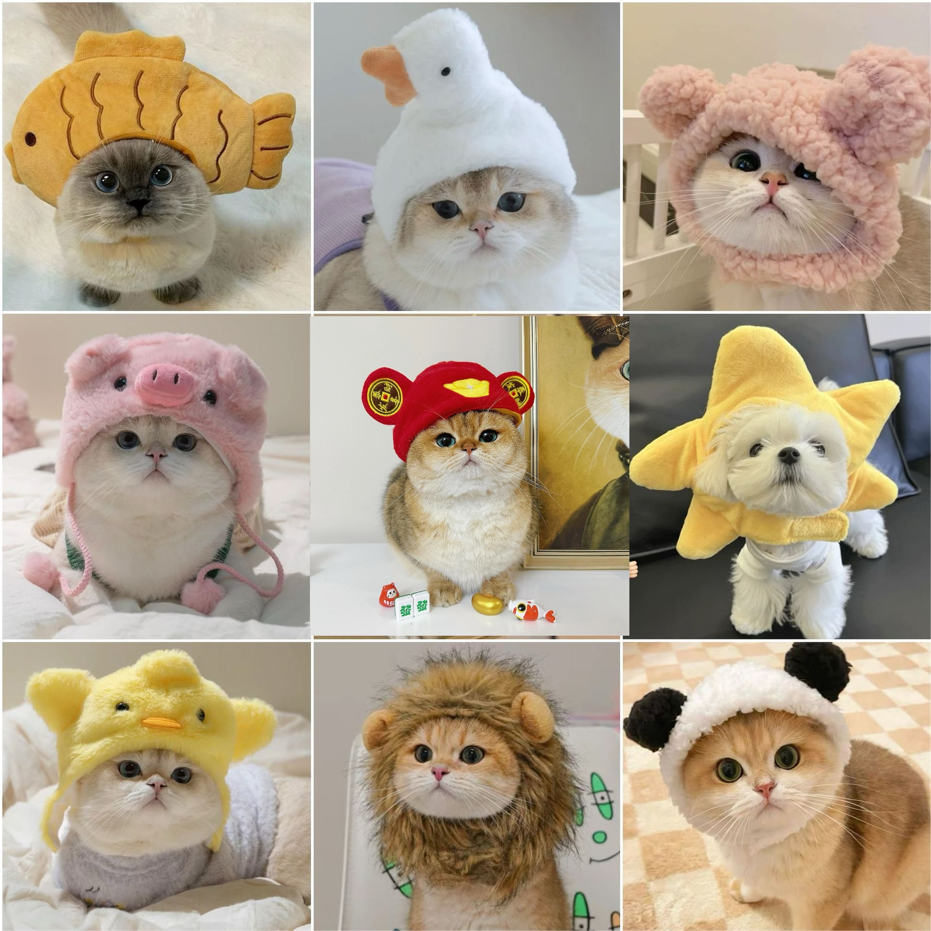 1pcs Interesting pet headwear  - Photography Interest 评论和价格