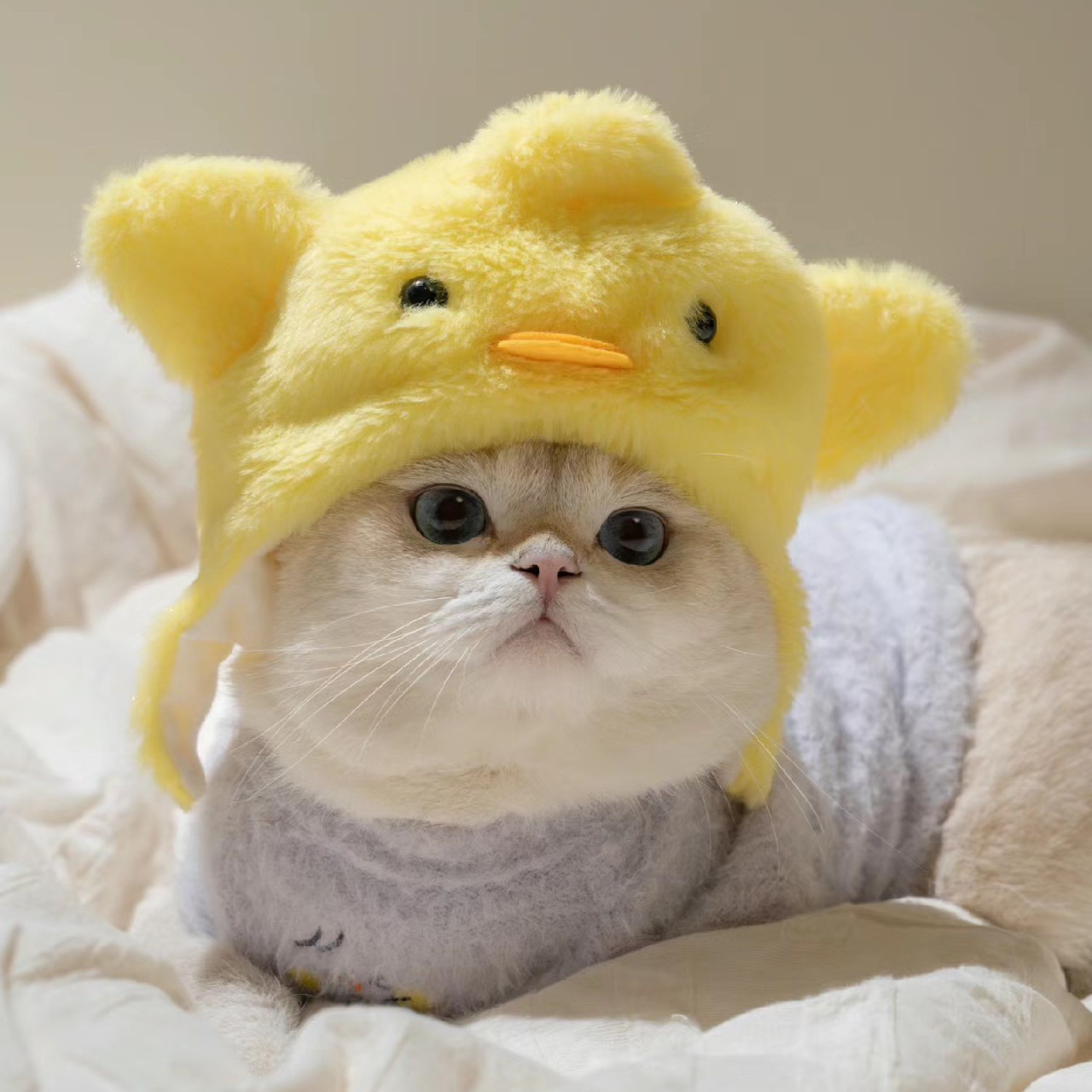 1pcs Interesting pet headwear  - Photography Interest 评论和价格